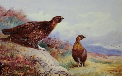 Rotschopf auf dem Moor, 1917 von Archibald Thorburn